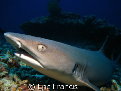 nice friendly white tip, no cropping or editing this is h... by Eric Francis 